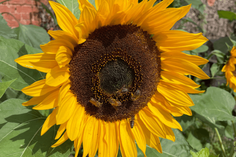 Honeybees on sunflower Wildlife in your garden - Honeybees on Sunflower - Kate Charles Garden Design