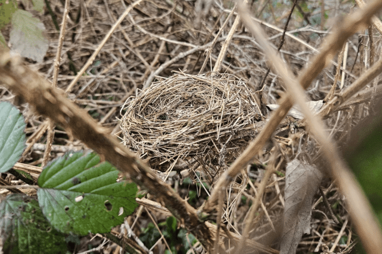 Wildlife in your garden – Honeybees on Sunflower – Kate Charles Garden Design Wildlife in your garden - Honeybees on Sunflower - Kate Charles Garden Design