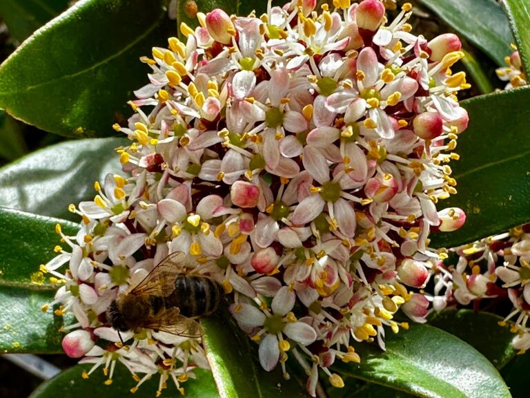 Wildlife in your garden – Bees on Skimmia – Kate Charles Garden Design Wildlife in your garden - Bees on Skimmia - Kate Charles Garden Design