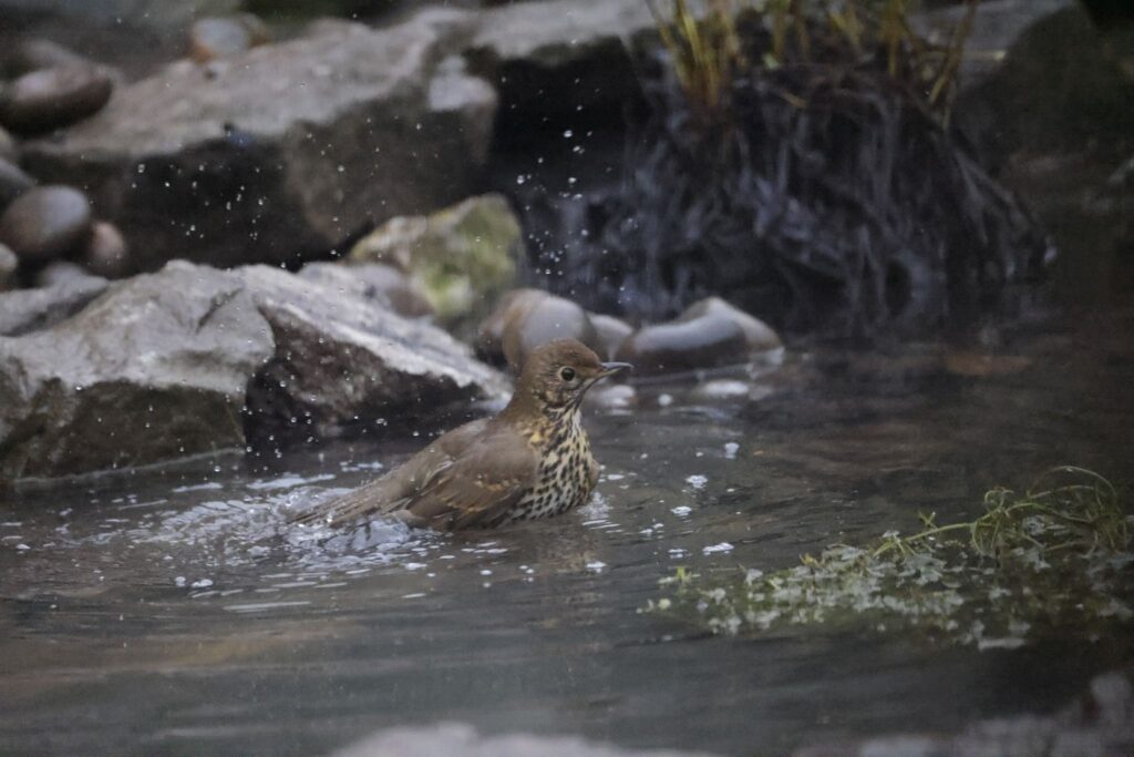 Wildlife in your garden - Trush - Kate Charles Garden Design