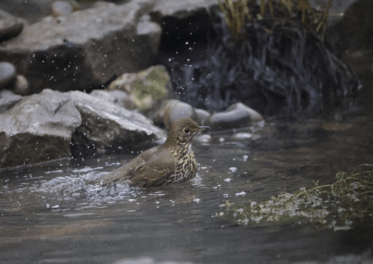 Kate Charles Garden Design – Bird