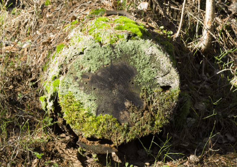 Kate Charles Garden Design – Stump