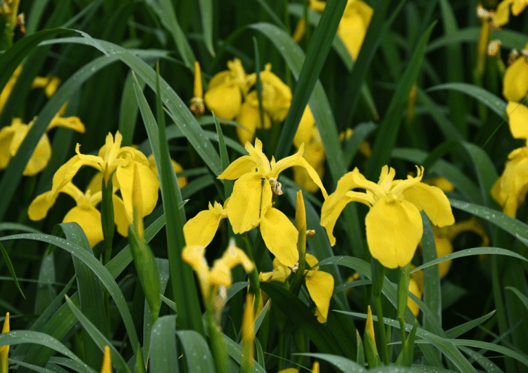 Kate Charles Garden Design – Yellow Flower