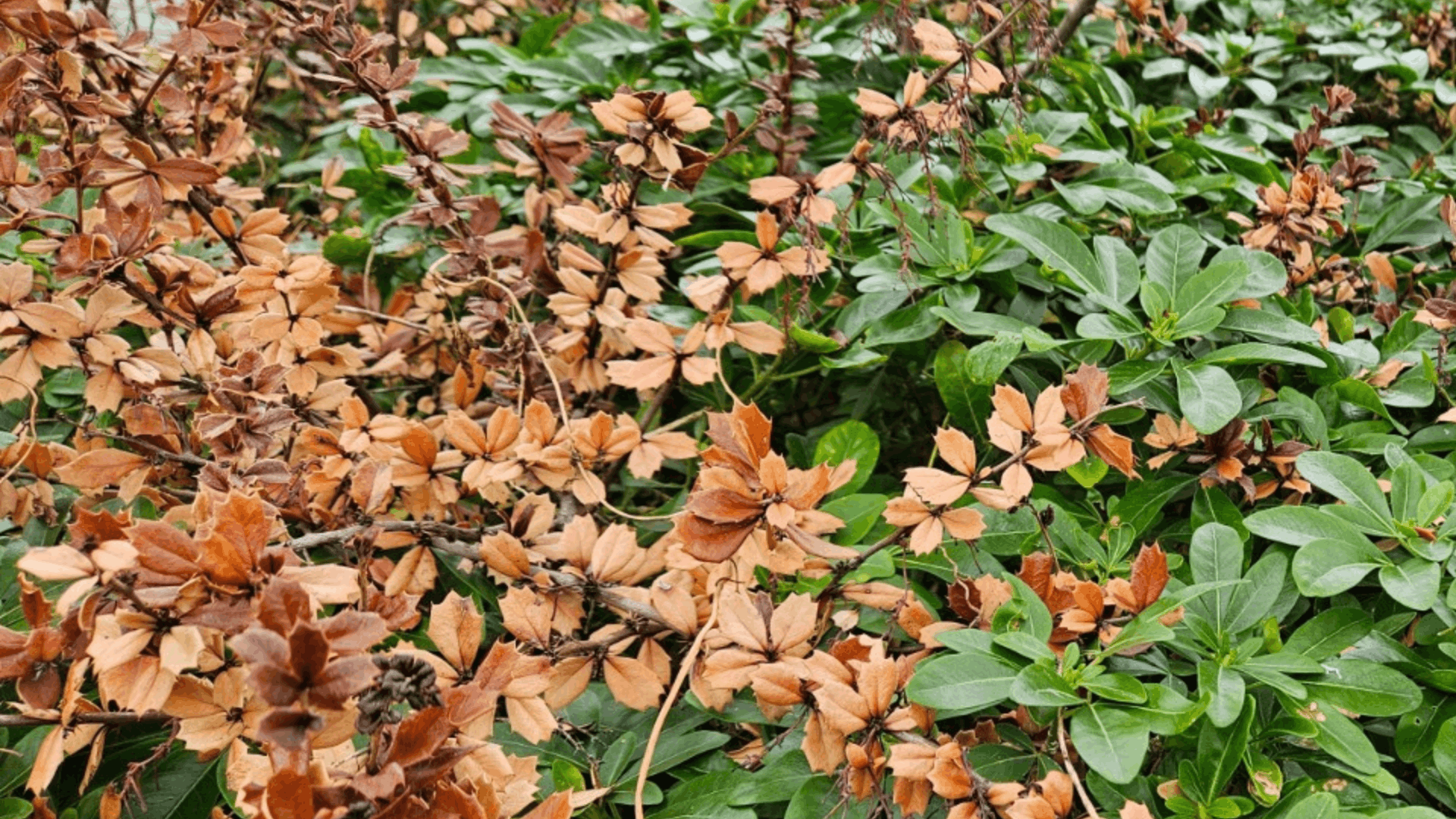 Adapting garden design for a changing climate