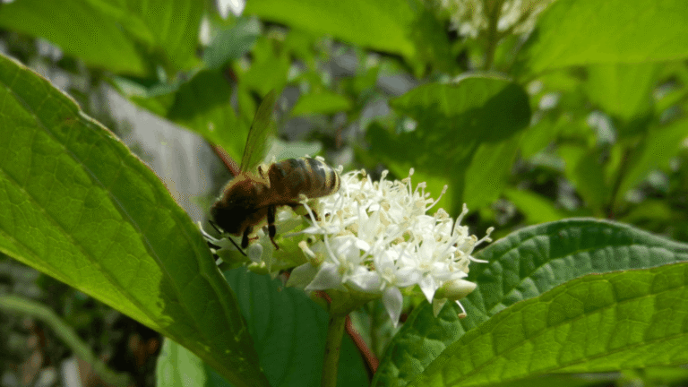 Cornus alba sibirica