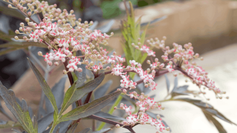 Sambucus _Black Tower_