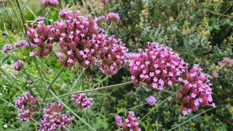 Verbena bonariensis