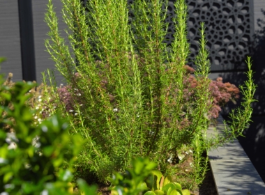 Kate Charles Garden Design -Rosemary is on hand for scattering over the pizza!