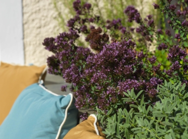 Kate Charles Garden Design - Lively colour contrasts brightens up the courtyard