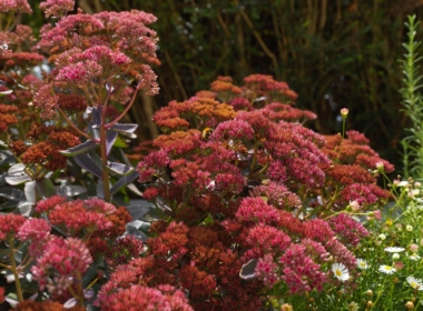 Kate Charles Garden Design - Hylotelephium (Sedum) Autumn Joy – this will flower from late summer, and provide sculptural seedheads over winter.