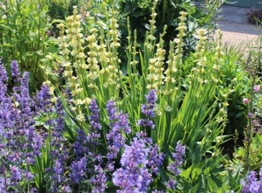 Yellow and blue planting Kate Charles Garden Design - Yellow and blue planting