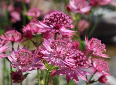 Astrantia Kate Charles Garden Design - Astrantia