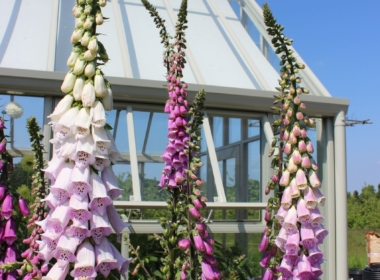Digitalis in the Potager Kate Charles Garden Design - Digitalis in the Potager