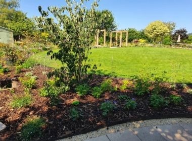 Woodland garden newly planted Kate Charles Garden Design - Woodland garden newly planted