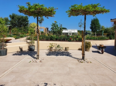 New Umbrella trees growing in the dining area Kate Charles Garden Design - New Umbrella trees growing in the dining area