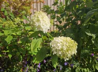 Lovely Hydrangea ‘Annabelle’