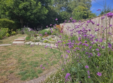 Airy verbena bonariensis provides movement and food for pollinators