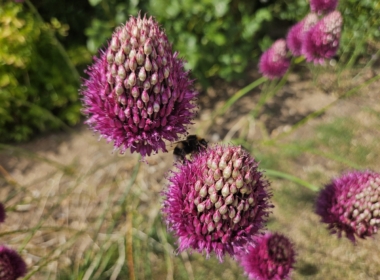 Alliums and a Bumble bee
