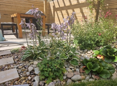 Kate Charles Garden Design - Lovely Hostas