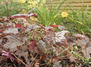 Kate Charles Garden Design - Heucheras in the planting design