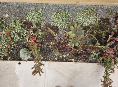 Kate Charles Garden Design - Stunning succulent border
