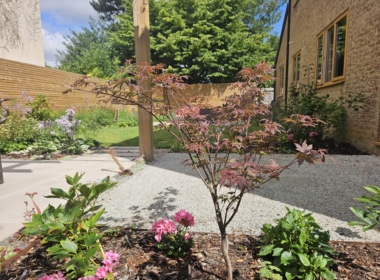 Kate Charles Garden Design - Personally selected Acer specimen