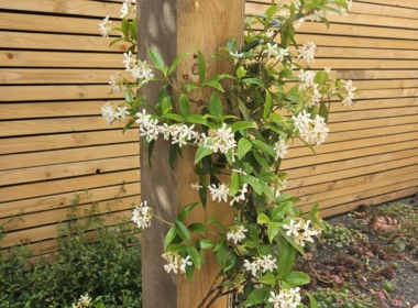 Kate Charles Garden Design - Scented climber