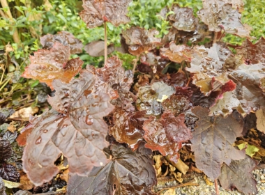 Kate Charles Garden Design - Heuchera Action – texture and colour