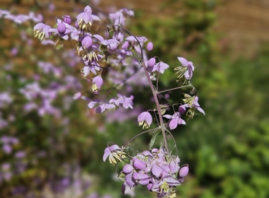 Kate Charles Garden Design - Lovely Thalictrum