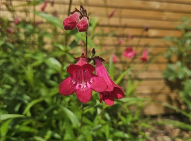 Kate Charles Garden Design - Salvia