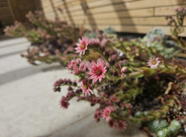 Kate Charles Garden Design - Sedum close-up