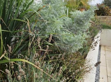 Planting design close up Kate Charles Garden Design - Planting design close up