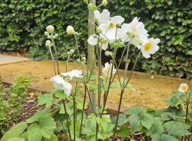 Japanese anemones for late summer colour Kate Charles Garden Design - Japanese anemones for late summer colour