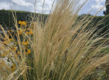 Grasses for movement Kate Charles Garden Design - Grasses for movement