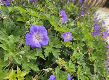 Geranium Rozanne Kate Charles Garden Design - Geranium Rozanne
