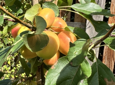 Kate Charles Garden Design - Malus ‘John Downie’ is great for wildlife