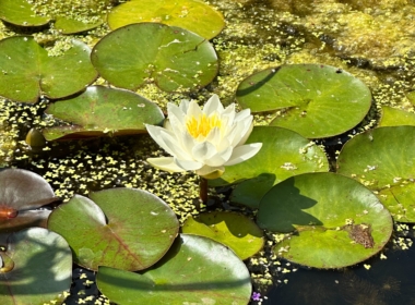 Kate Charles Garden Design - Wildlife-Friendly planting