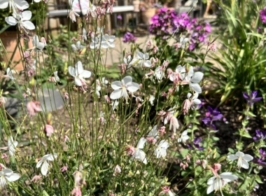Kate Charles Garden Design - Complimentary colours in the planting design