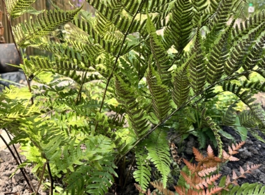 Kate Charles Garden Design - Ferns in a shady spot