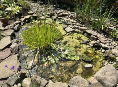 Kate Charles Garden Design - Pond encourage wildlife into the garden
