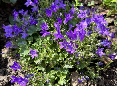 Kate Charles Garden Design - Campanula flowers all summer long