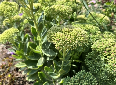 Kate Charles Garden Design - Sedums have seed heads for the birds