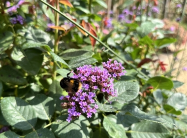 Kate Charles Garden Design - Bees on the Verbena