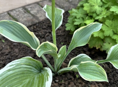 Kate Charles Garden Design - Beautiful Hosta