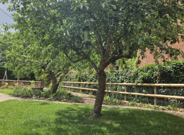 Garden design around the apple trees Garden design around the apple trees