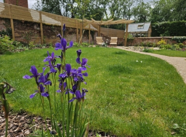 Irises against the lawn Irises against the lawn