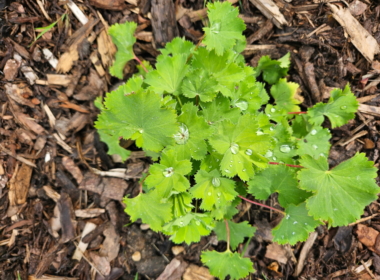 Alchemilla mollis Alchemilla mollis