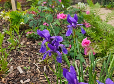 Lovely colours in the planting design Lovely colours in the planting design