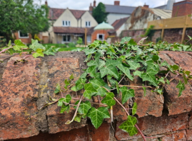 Retaining existing textural planting Retaining existing textural planting