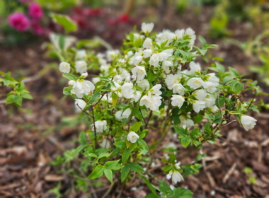 Beautiful Philadelphus Beautiful Philadelphus